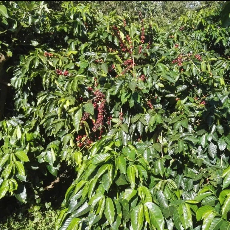 Finca Cordillera del Fuego, Anaerobic Lot 3