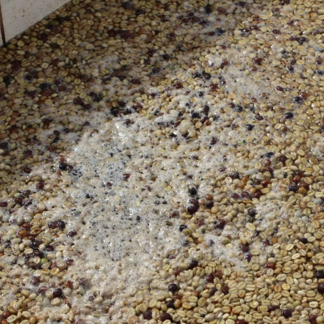 Finca Cordillera del Fuego, Anaerobic Lot 3