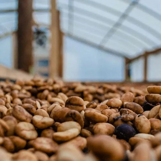 Finca Cordillera del Fuego, Anaerobic Lot 3